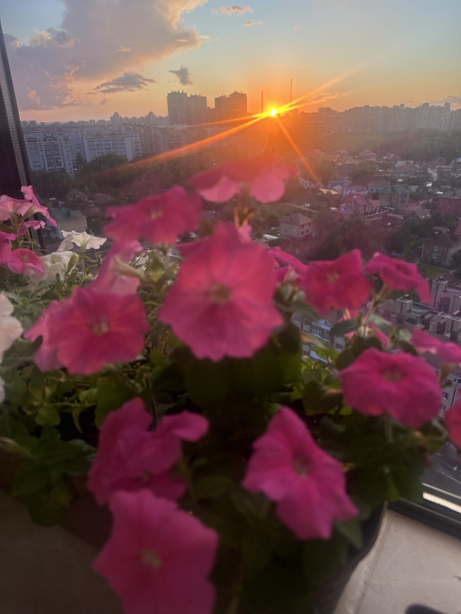 Фотография покупателя товара Семена цветов Петуния "Е3 Изи Вейв Пинк Космо F1", 5 шт - Фото 14