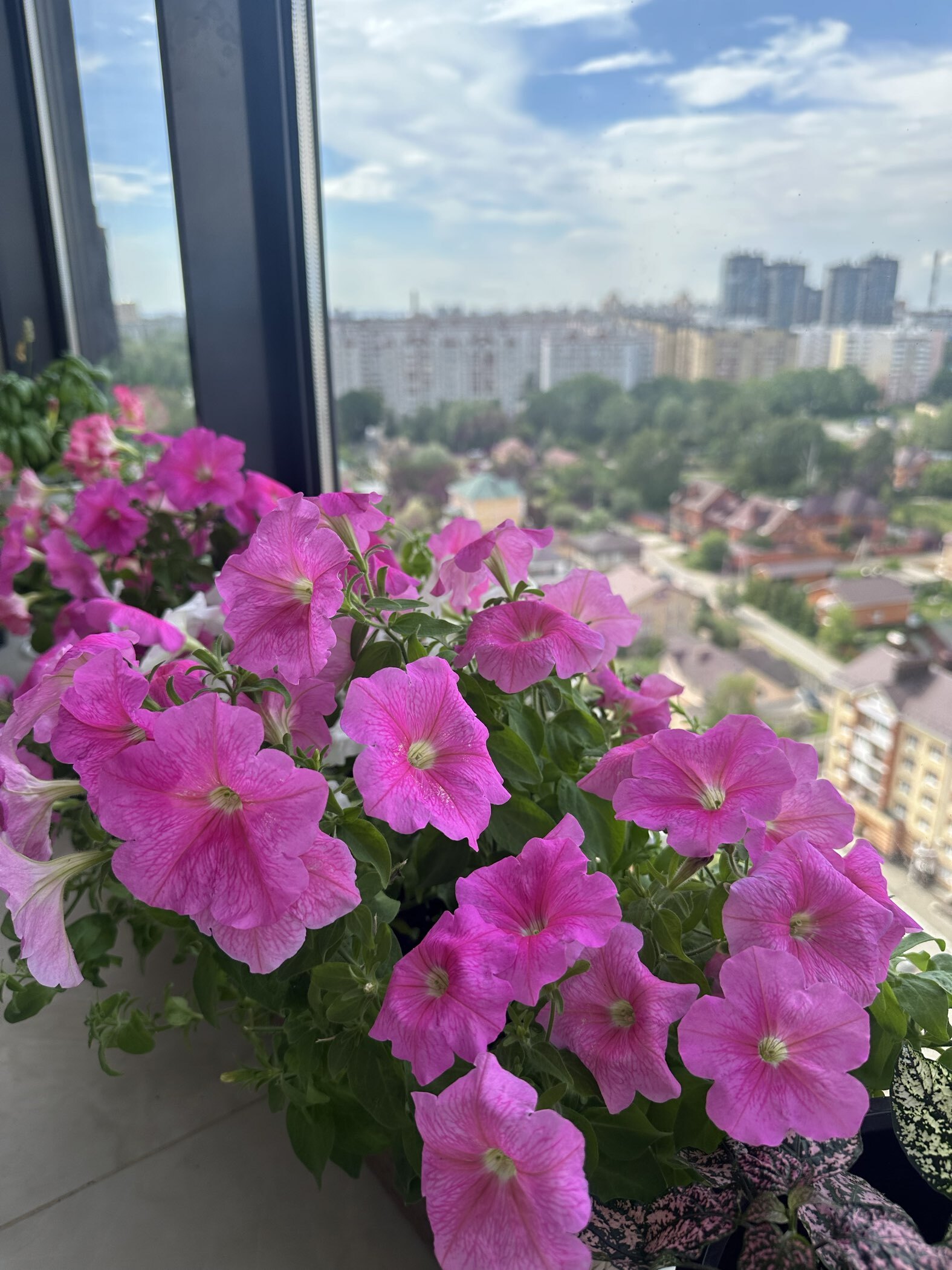 Фотография покупателя товара Семена цветов Петуния "Е3 Изи Вейв Пинк Космо F1", 5 шт - Фото 15