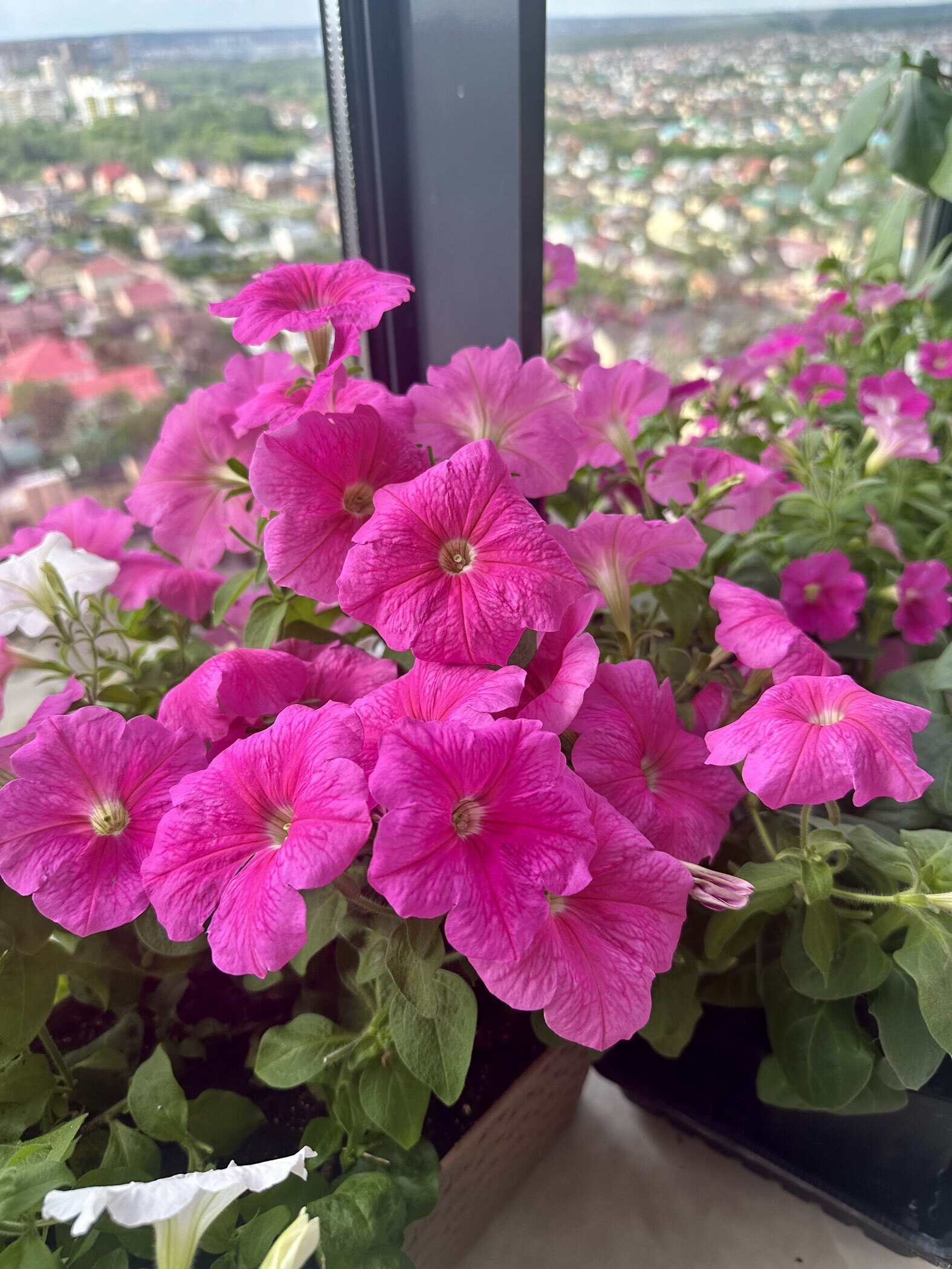 Фотография покупателя товара Семена цветов Петуния "Е3 Изи Вейв Пинк Космо F1", 5 шт - Фото 16