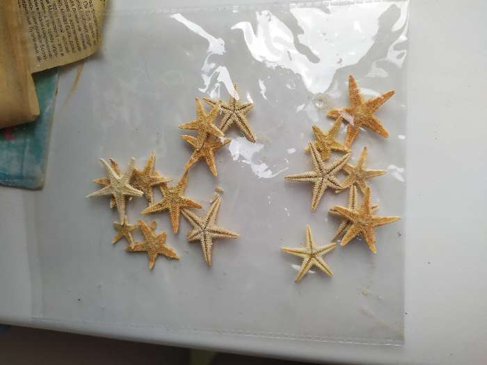 Фотография покупателя товара Набор натуральных морских звезд,  1,5 - 2,5 см, 20 шт - Фото 6