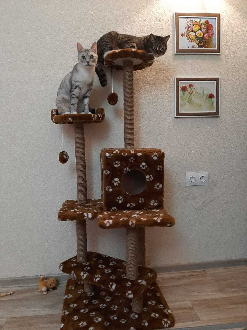 Фотография покупателя товара Комплекс для кошек "Лестница", 56 х 52 х 140 см, джут, микс цветов - Фото 6