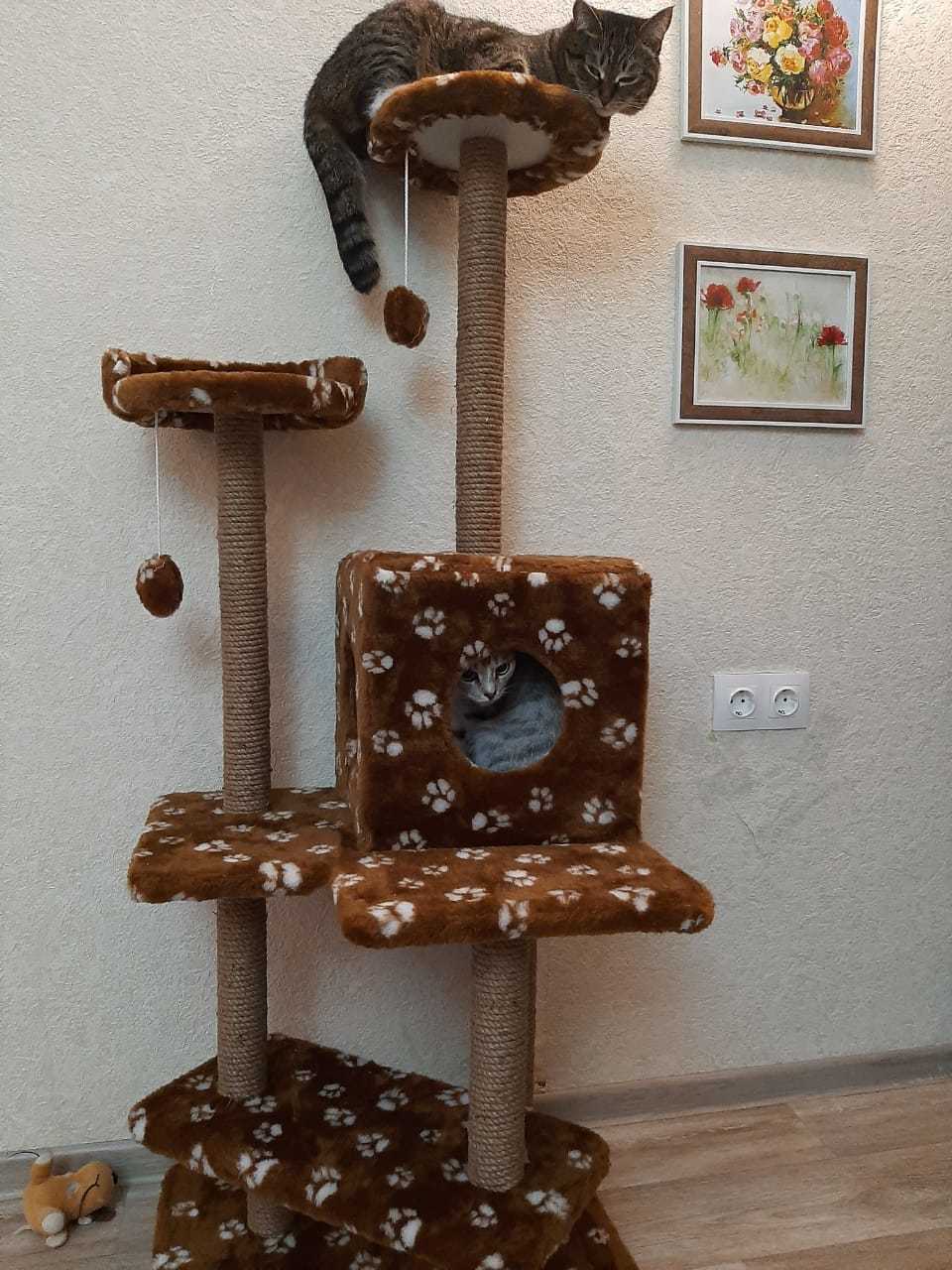 Фотография покупателя товара Комплекс для кошек "Лестница", 56 х 52 х 140 см, джут, микс цветов - Фото 8
