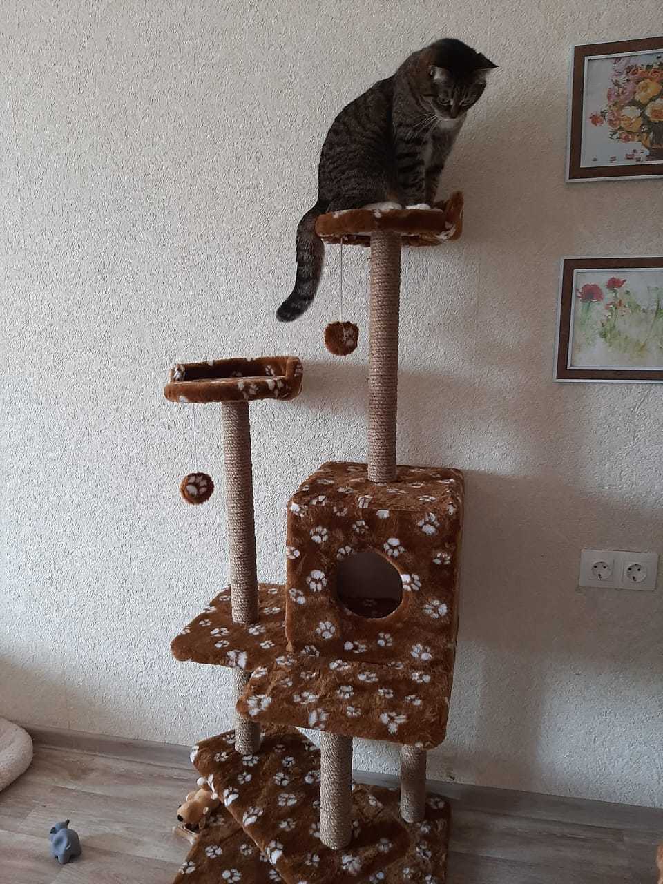 Фотография покупателя товара Комплекс для кошек "Лестница", 56 х 52 х 140 см, джут, микс цветов - Фото 5