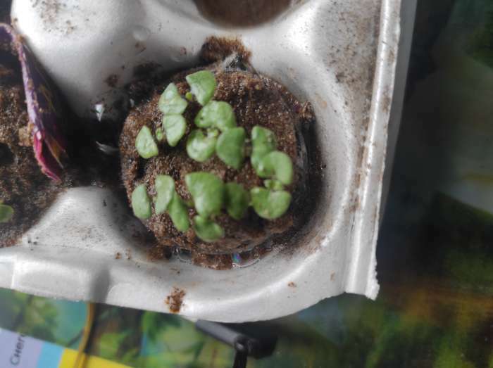 Фотография покупателя товара Семена Шалфей «Виктория Блю», 10 шт., «Семена Алтая» - Фото 4