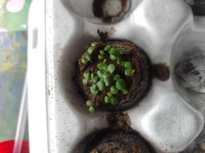 Фотография покупателя товара Семена цветов Алиссум "Золотая Россыпь", Сем. Алт, ц/п, 0,1 г - Фото 1