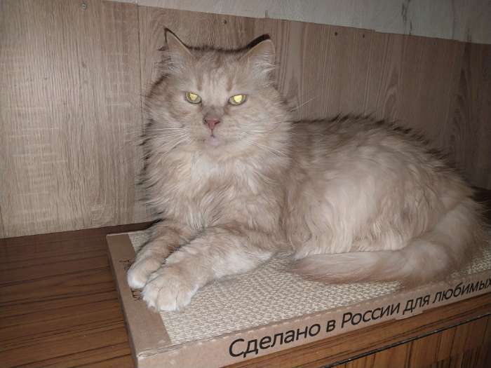 Фотография покупателя товара Когтеточка для кошек ТМ «Когтедралка» КРАФТ 50х24х2,5 см - Фото 2