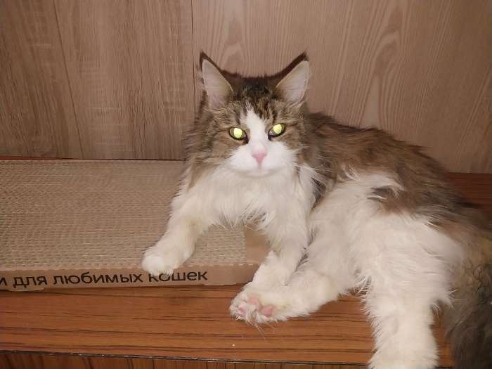 Фотография покупателя товара Когтеточка для кошек ТМ «Когтедралка» КРАФТ 50х24х2,5 см - Фото 1