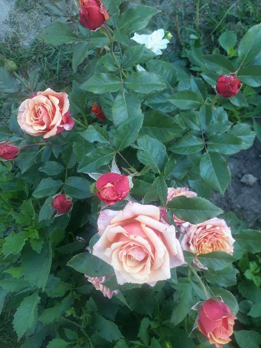 Фотография покупателя товара Саженец розы Келли ,  Весна 2024, 1 шт. - Фото 5