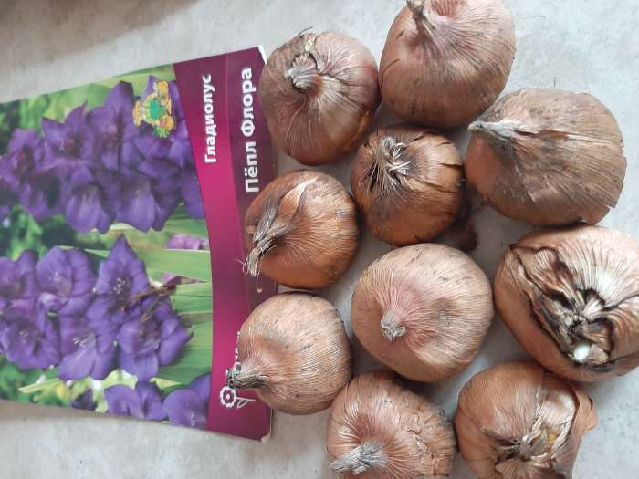 Фотография покупателя товара Гладиолус крупноцветковый «Кум Сьюс»,луковица цветов в пакете с перфорацией, р-р 10/12, 10 шт. - Фото 8