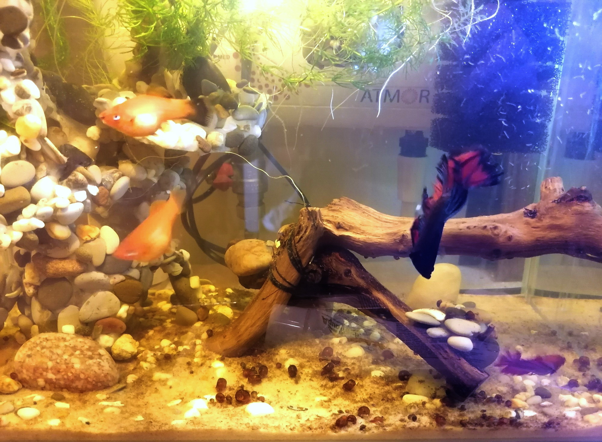 Фотография покупателя товара Грунт для аквариума "Песок кварцевый белый" 0,3-0,9 мм, 1 кг 520010