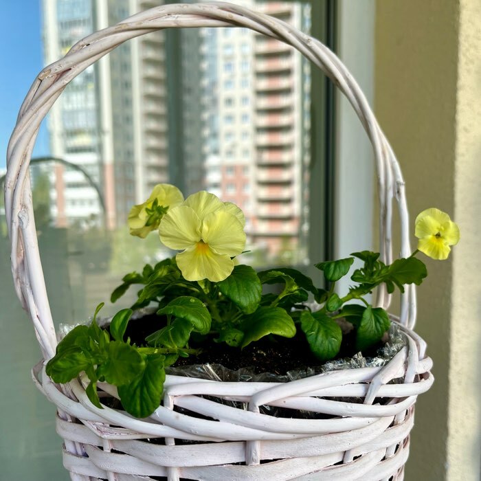 Фотография покупателя товара Семена Цветов Виола «Кул Вейв Лемон», F1, 5 шт., «Агросидстрейд» - Фото 1