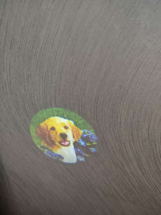 Фотография покупателя товара Проектор-фонарик «Команда Мяу: Изучаем животных» - Фото 1