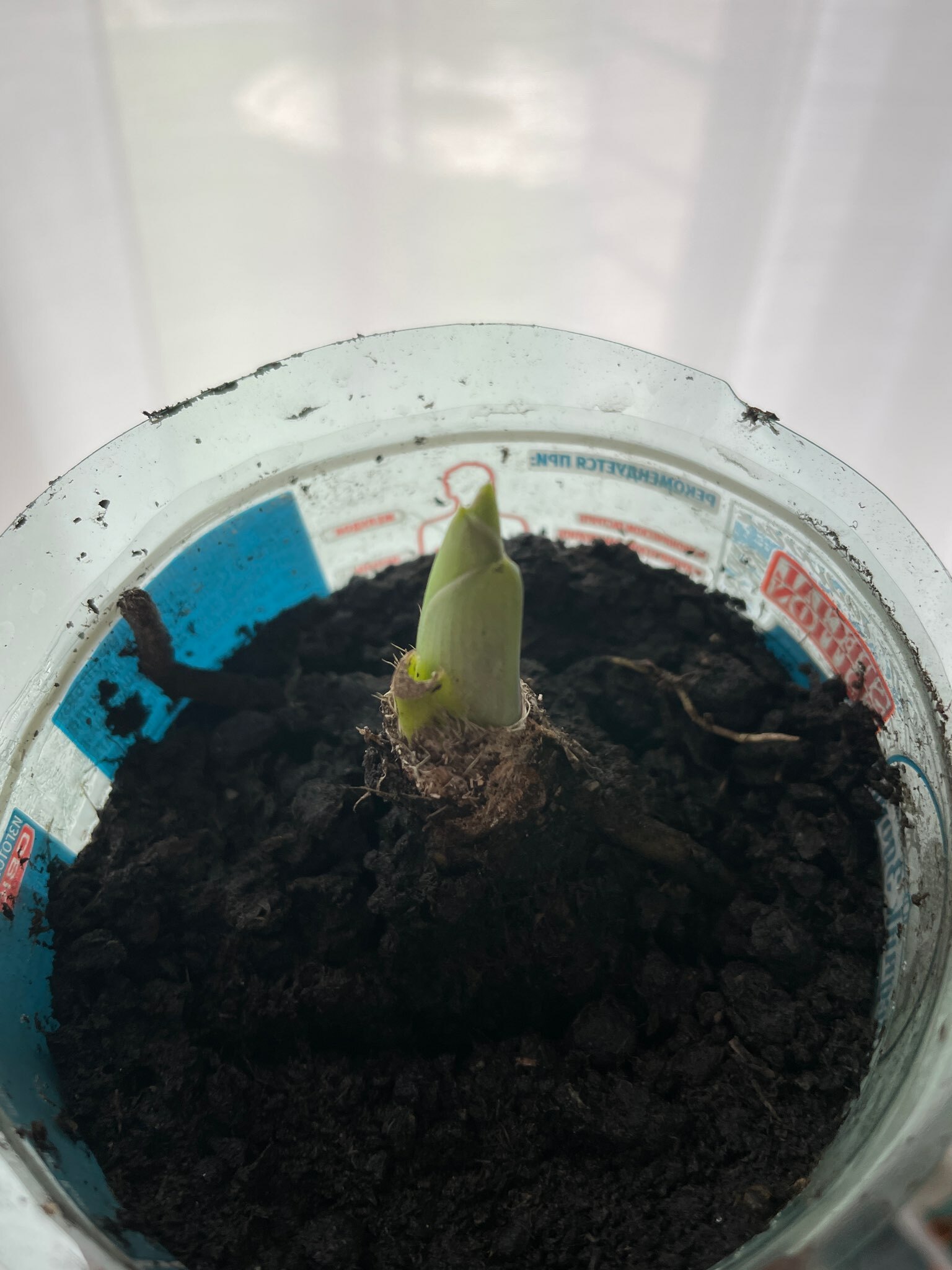 Фотография покупателя товара Хоста «Патриот», корневище в пакете с торфогрунтом, р-р I, 1 шт. - Фото 207