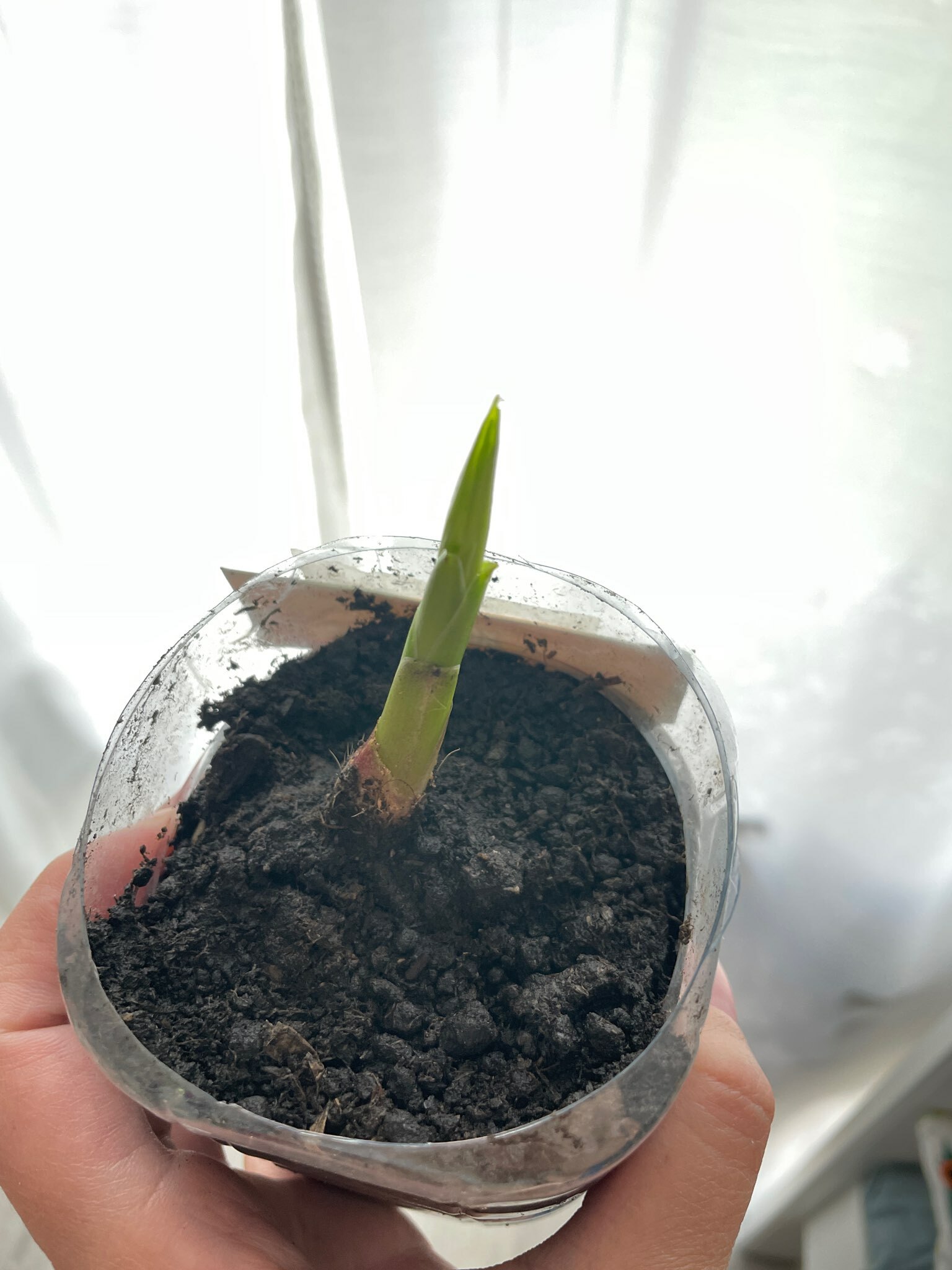 Фотография покупателя товара Хоста «Патриот», корневище в пакете с торфогрунтом, р-р I, 1 шт. - Фото 206