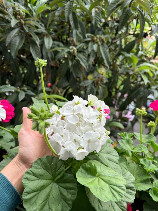 Фотография покупателя товара Семена цветов Пеларгония "Бланка ", зональная, F1, 4 шт - Фото 2