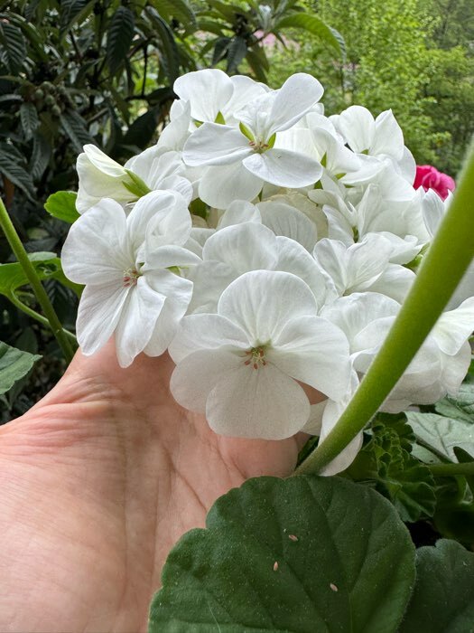 Фотография покупателя товара Семена цветов Пеларгония "Бланка ", зональная, F1, 4 шт - Фото 1