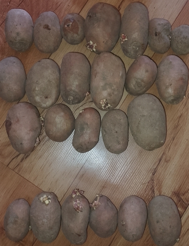 Фотография покупателя товара Семенной картофель "Фаворит" 2 кг Элита, р/р 28/55 - Фото 5