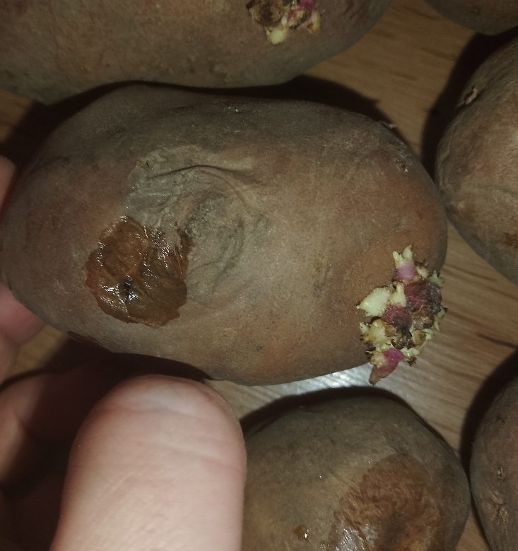 Фотография покупателя товара Семенной картофель "Фаворит" 2 кг Элита, р/р 28/55 - Фото 3