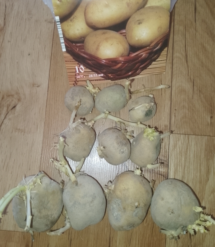 Фотография покупателя товара Семенной картофель "Великан" 10 шт Супер Элита, р/р 28/55 - Фото 1