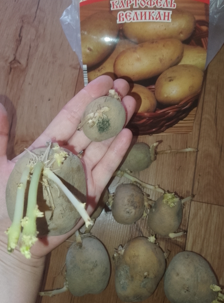 Фотография покупателя товара Семенной картофель "Великан" 10 шт Супер Элита, р/р 28/55 - Фото 7