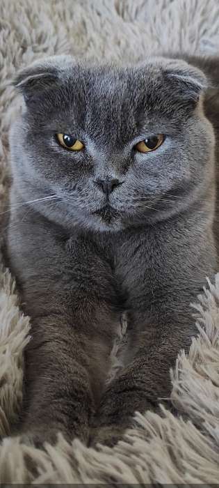 Фотография покупателя товара Сухой корм RC Sensible для кошек с чувствительным ЖКТ, 2 кг