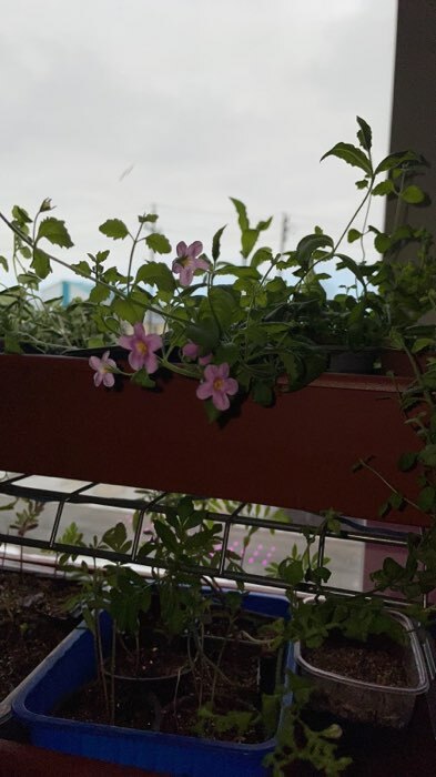 Фотография покупателя товара Семена цветов Бакопа "Розовая вершина", 3 шт - Фото 1