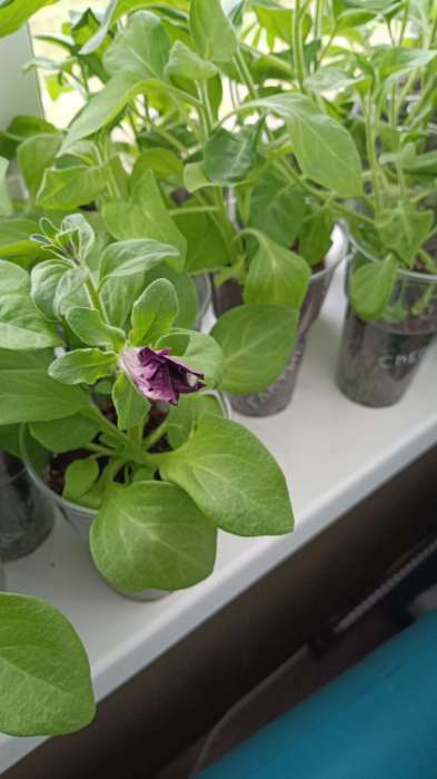 Фотография покупателя товара Семена цветов Петуния грандифлора "Аладдин Бордовая", 30 шт. - Фото 20