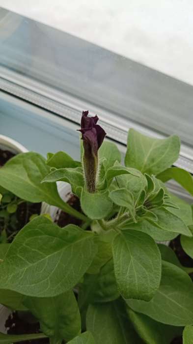 Фотография покупателя товара Семена цветов Петуния грандифлора "Аладдин Бордовая", 30 шт. - Фото 23