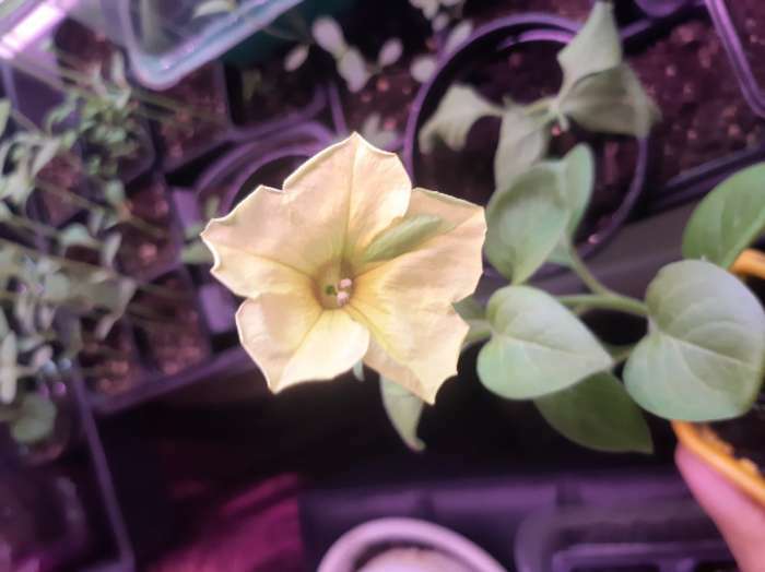 Фотография покупателя товара Семена цветов Петуния "Глаз тигра", F1, 10 шт - Фото 6