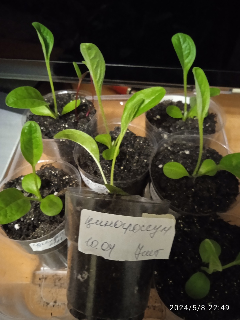 Фотография покупателя товара Семена циноглоссум приятный «Розовый Браслет», 7 шт. - Фото 1