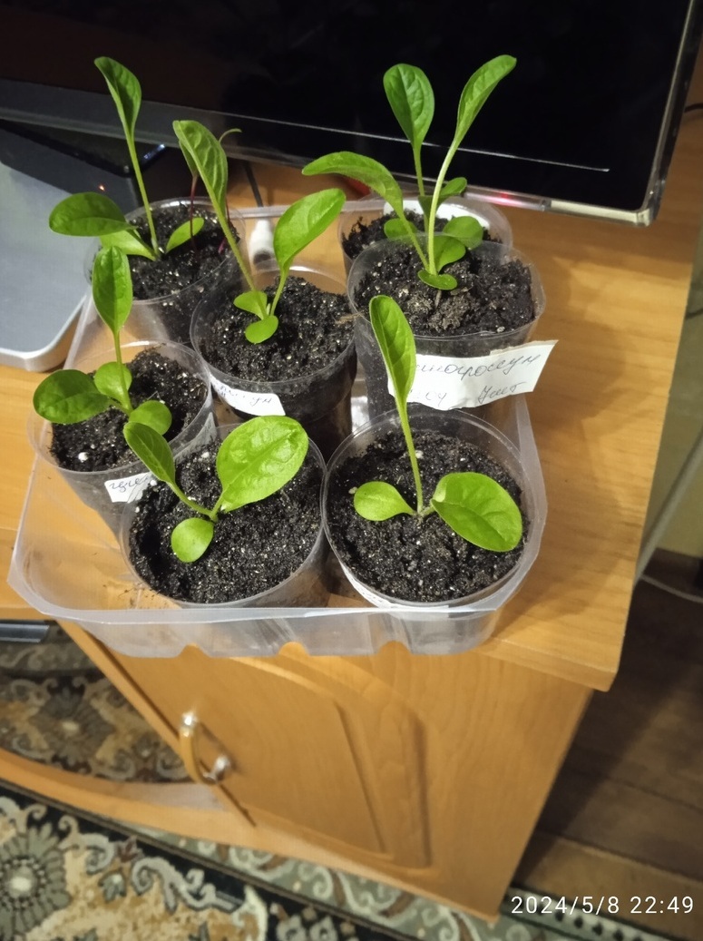 Фотография покупателя товара Семена циноглоссум приятный «Розовый Браслет», 7 шт. - Фото 2