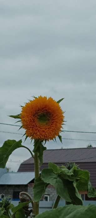 Фотография покупателя товара Семена Цветов Подсолнечник декоративный махровый «Оранжевое солнце», 0.5 г, «Агрофирма АЭЛИТА» - Фото 6