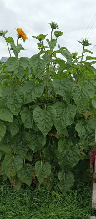 Фотография покупателя товара Семена Цветов Подсолнечник декоративный махровый «Оранжевое солнце», 0.5 г, «Агрофирма АЭЛИТА» - Фото 5