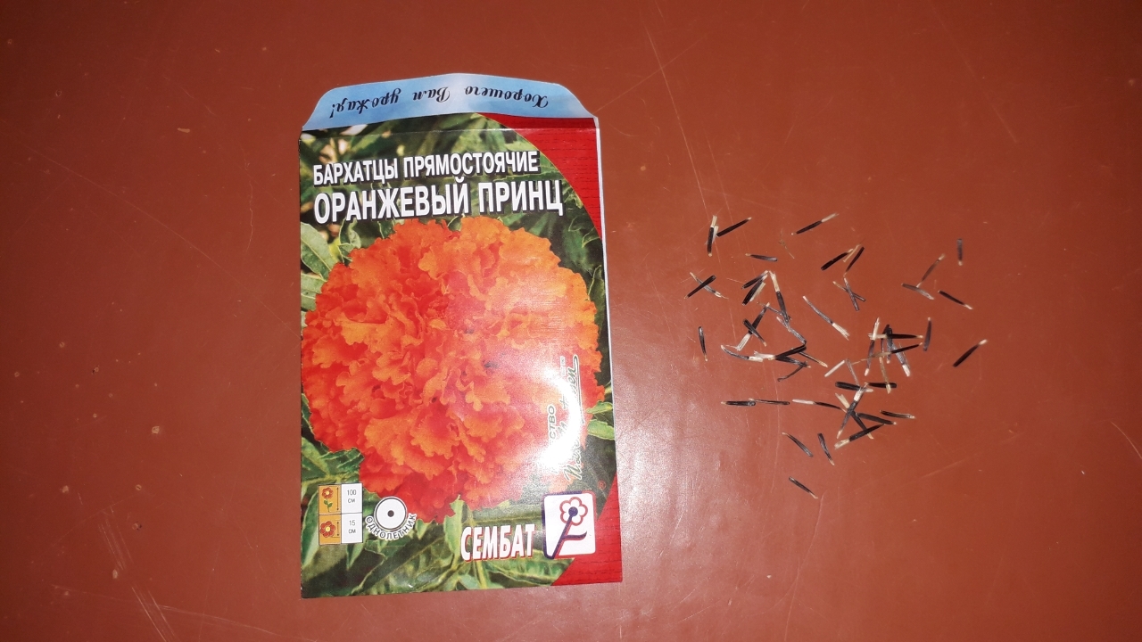 Фотография покупателя товара Семена цветов Бархатцы прямостоячие "Оранжевый принц", О, 0,1 г