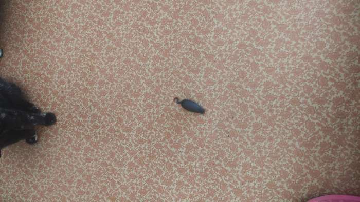 Фотография покупателя товара Интерактивная игрушка для кошек «Мышка» - Фото 1