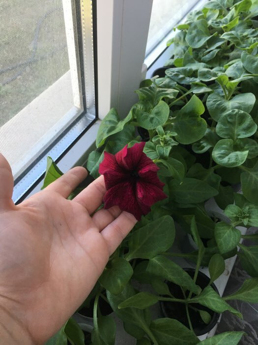 Фотография покупателя товара Семена цветов Петуния грандифлора "Аладдин Бордовая", 30 шт. - Фото 19