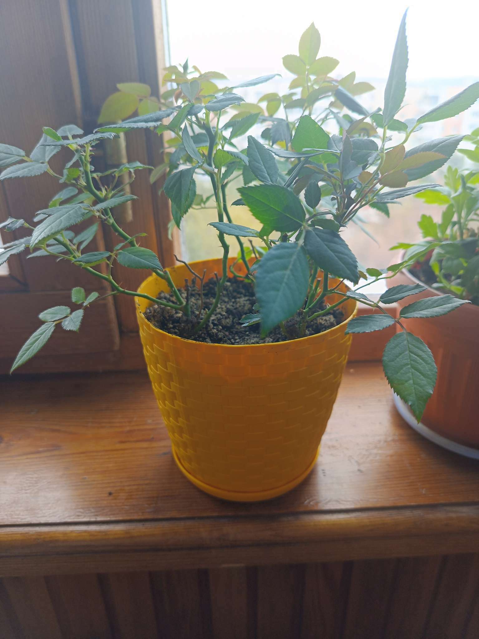 Фотография покупателя товара Горшок для цветов с поддоном «Ротанг», 3 л, d=17 см, h=17 см, пластиковый, белый - Фото 13