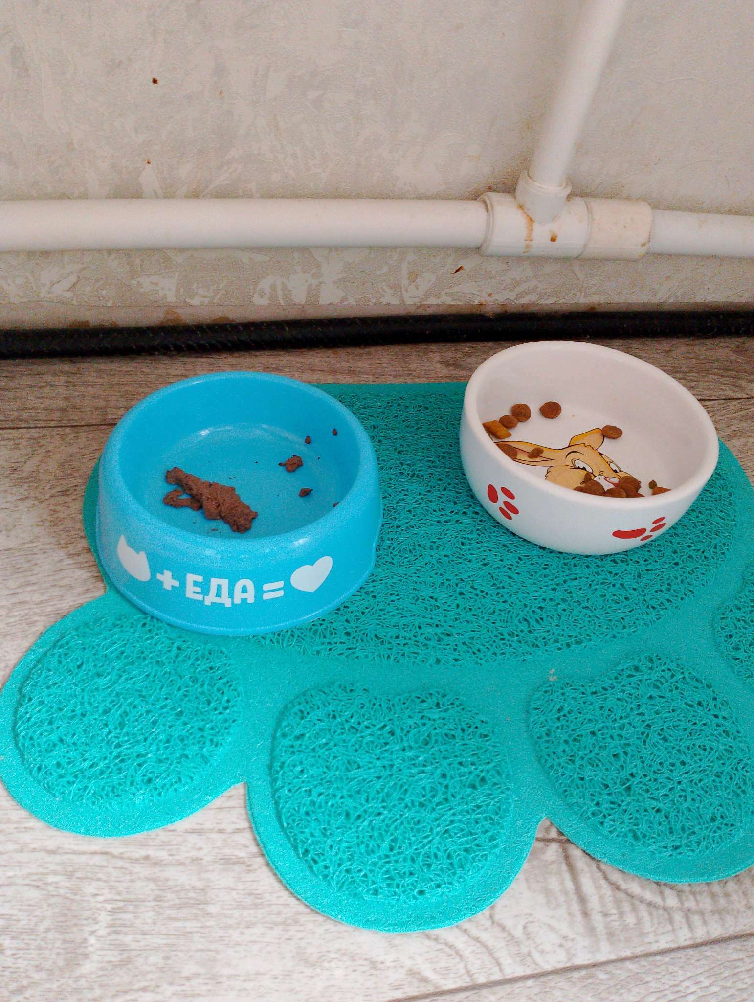 Фотография покупателя товара Миска пластиковая «Еда для кота», 250 мл, голубая - Фото 1