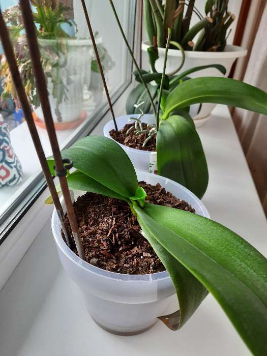 Фотография покупателя товара Грунт "Царица Цветов" для орхидей, 2,5 л. - Фото 1