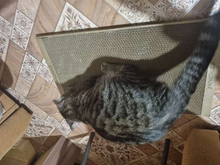 Фотография покупателя товара Когтеточка для кошек ТМ «Когтедралка» КРАФТ 56х30х2,5 см