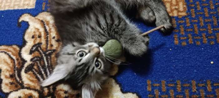 Фотография покупателя товара Игрушка для кошек из кошачьей мяты "Мишка" на палочке из мататаби, 13 см