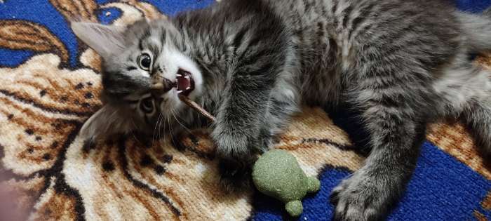 Фотография покупателя товара Игрушка для кошек из кошачьей мяты "Звезда" на палочке из мататаби, 13,5 см - Фото 2