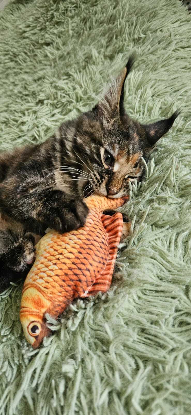 Фотография покупателя товара Игрушка для кошек с мятой «‎Сазан»‎ из текстиля, 20 см