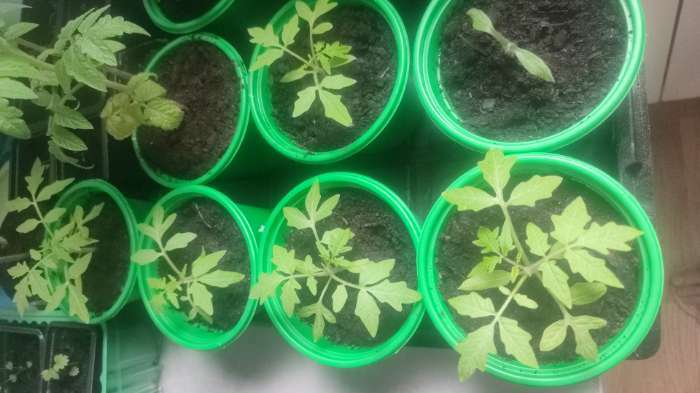 Фотография покупателя товара Семена томат раннеспелый «Монгол Карлик», супердетерминантный 10 шт. - Фото 2