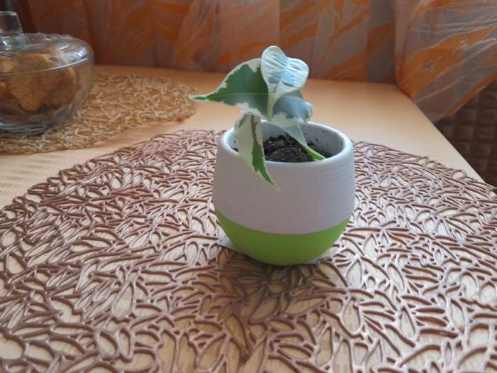 Фотография покупателя товара Горшок для цветов с поддоном «Япония», 125 мл, d=8 см, h=6,5 см, цвет белый-бирюзовый - Фото 3