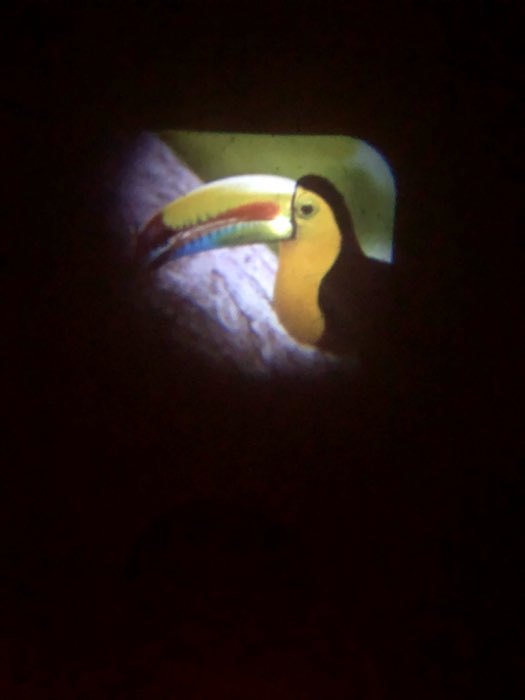 Фотография покупателя товара Проектор-фонарик «Микки Маус», световые эффекты, батарейки в набор не входят - Фото 2