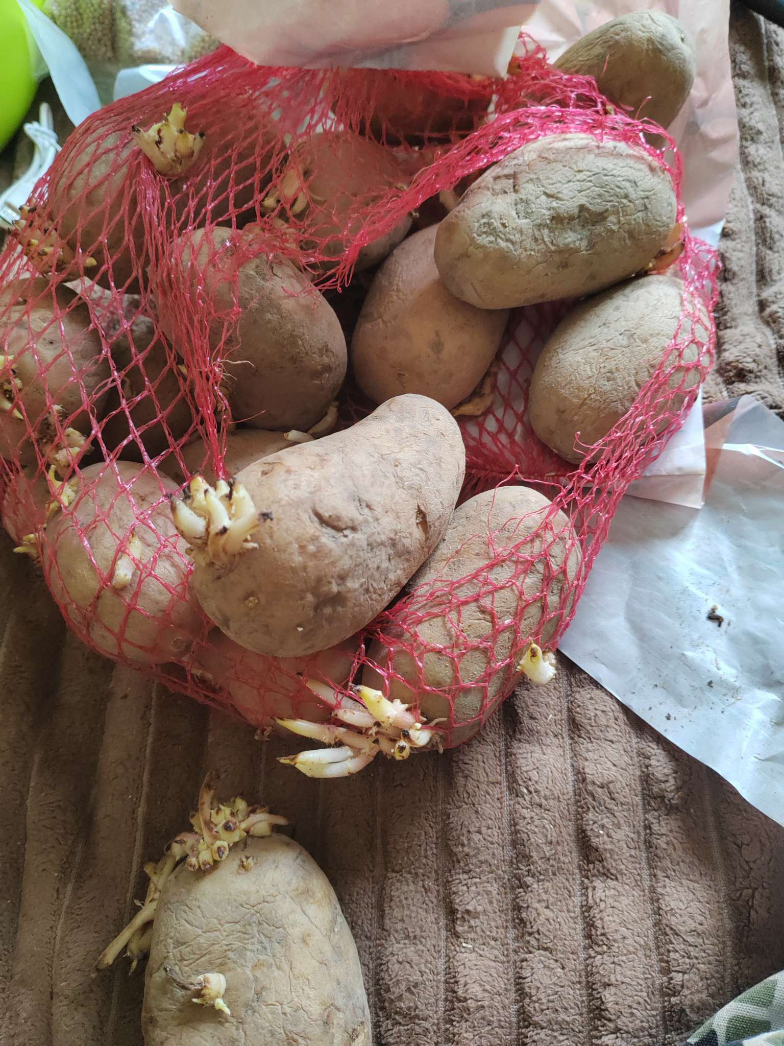 Фотография покупателя товара Семенной картофель "Гулливер" 2 кг Элита, р/р 28/55 - Фото 2