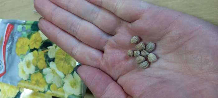 Фотография покупателя товара Семена цветов Настурция большая "Крем-карамель", 1гр.