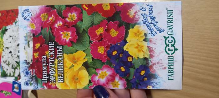 Фотография покупателя товара Семена цветов Примула "Эрфуртские великаны", ц/п, серия Устойчив к заморозкам, 20 шт - Фото 1