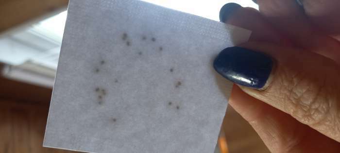 Фотография покупателя товара Семена цветов Примула "Эрфуртские великаны", ц/п, серия Устойчив к заморозкам, 20 шт - Фото 2